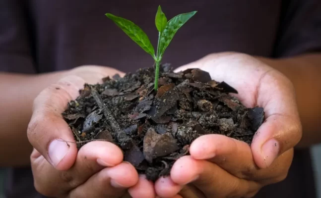 Biochar